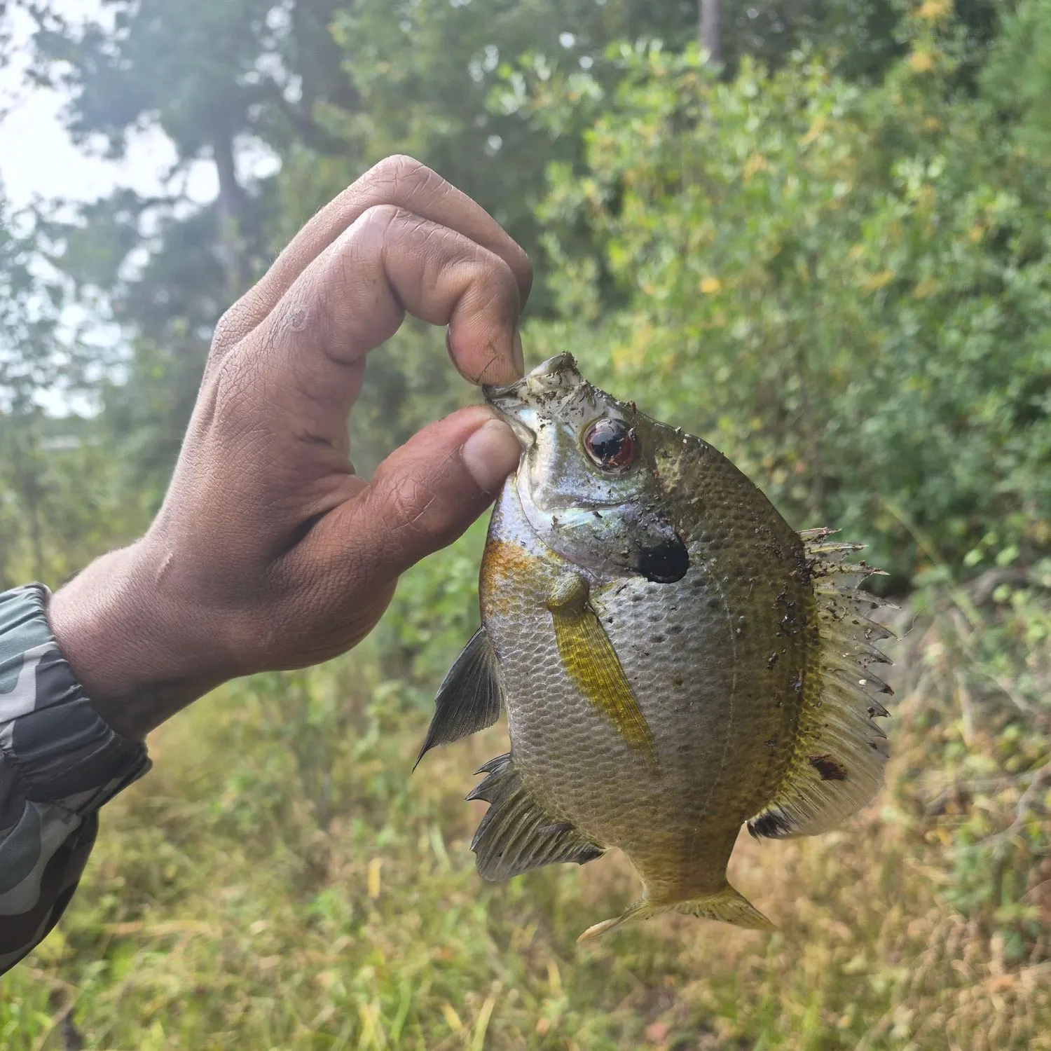 Bluegill caught on Fishbrain