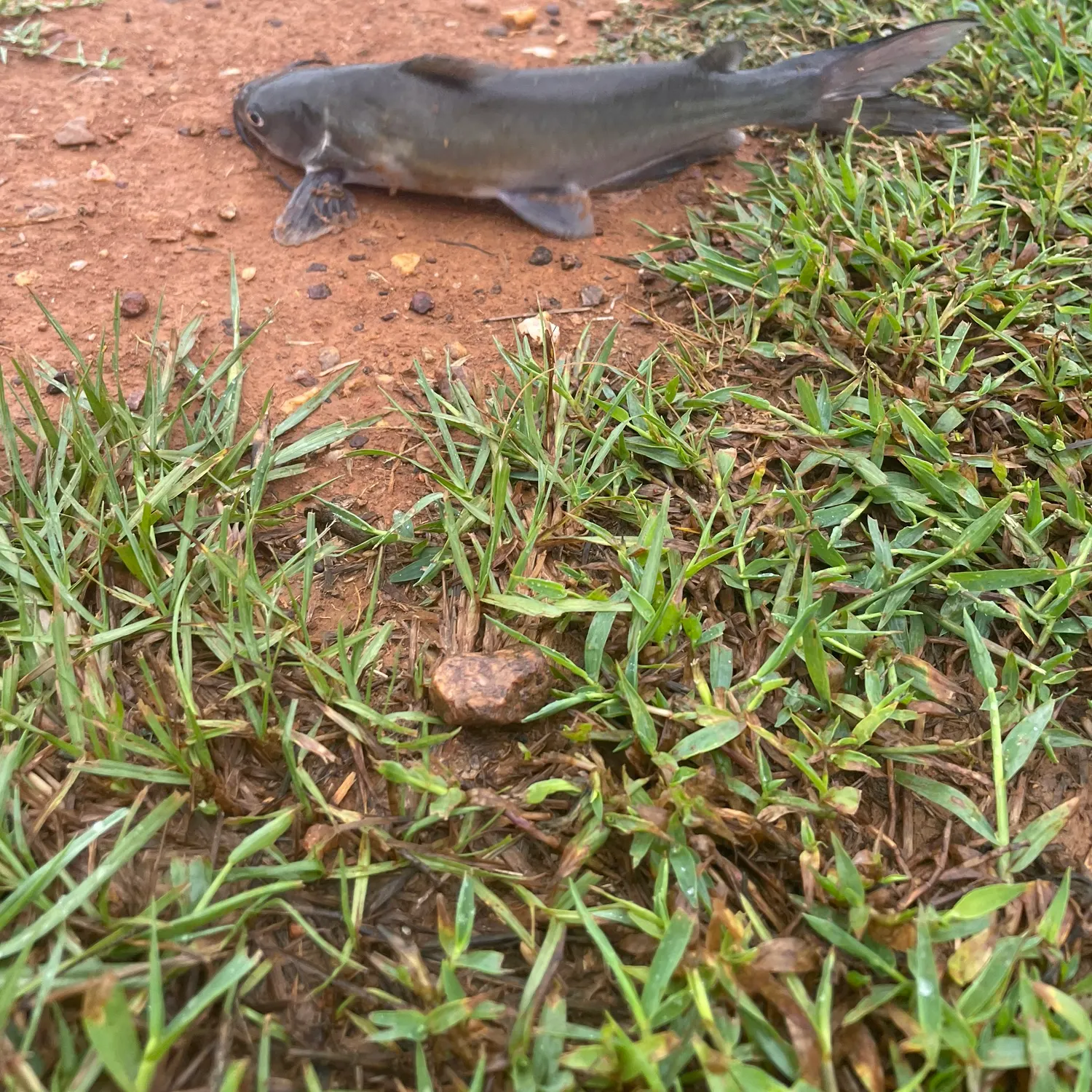 Channel catfish caught on Fishbrain