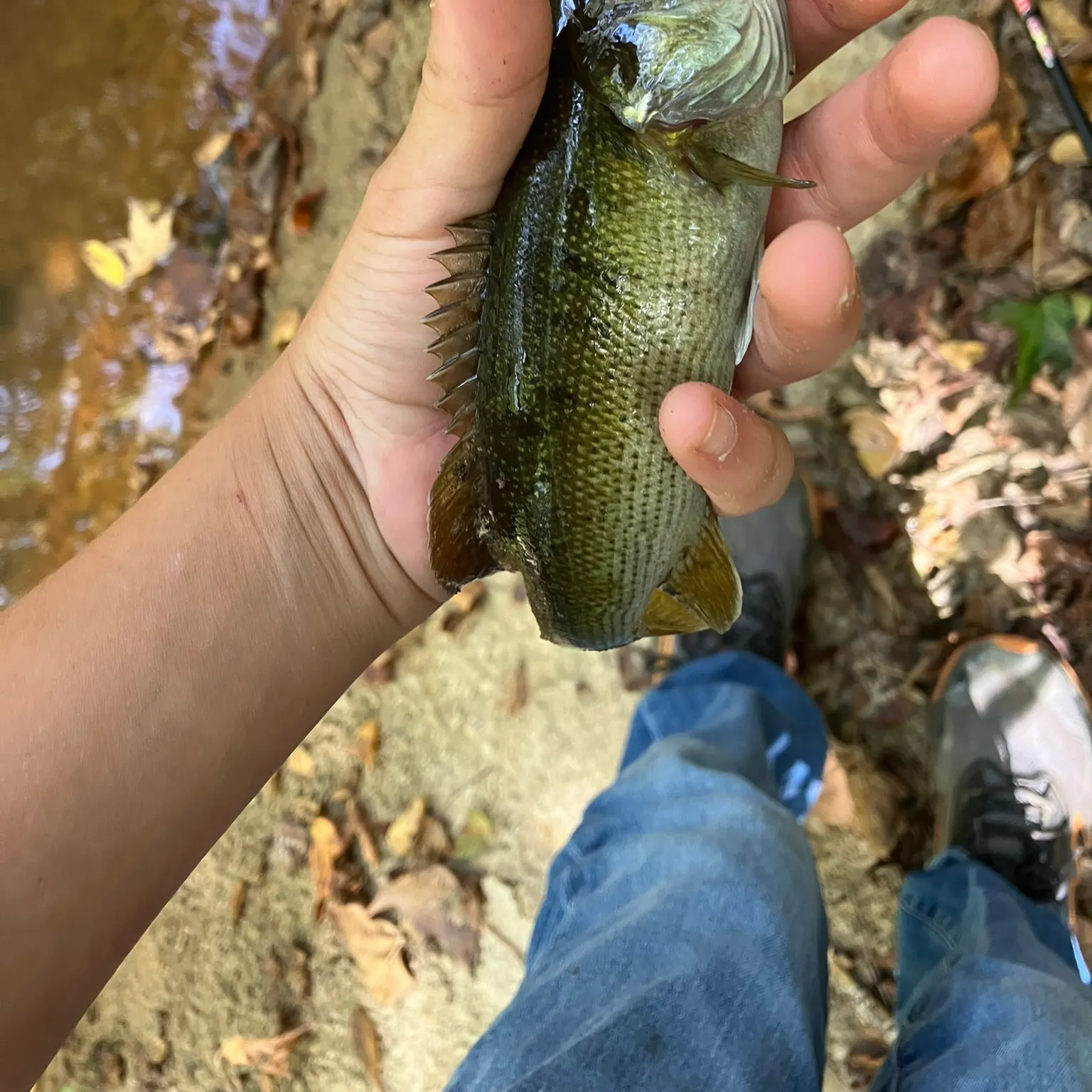 The most recent Smallmouth bass catches on Fishbrain