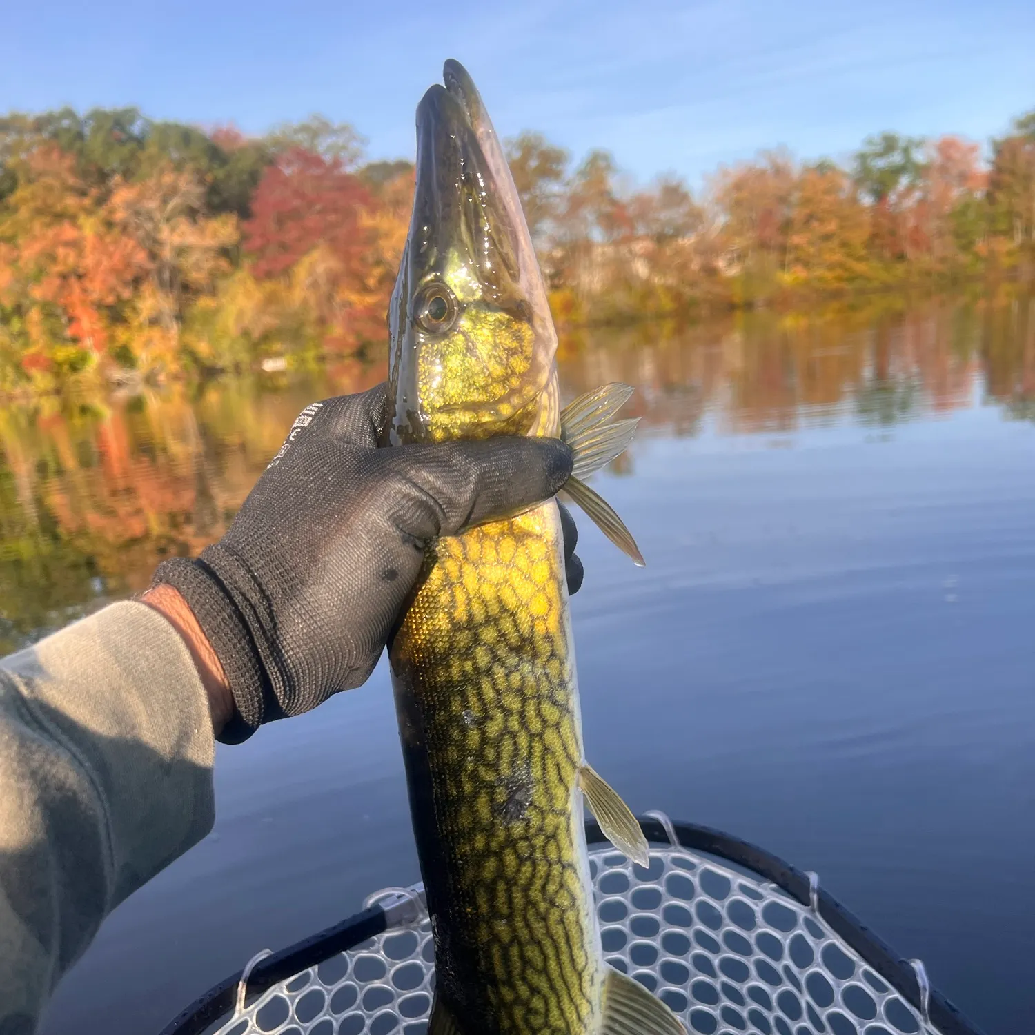 Chain pickerel caught on Fishbrain