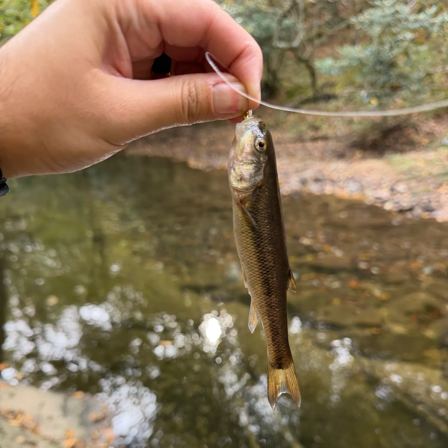Creek chub caught on Fishbrain