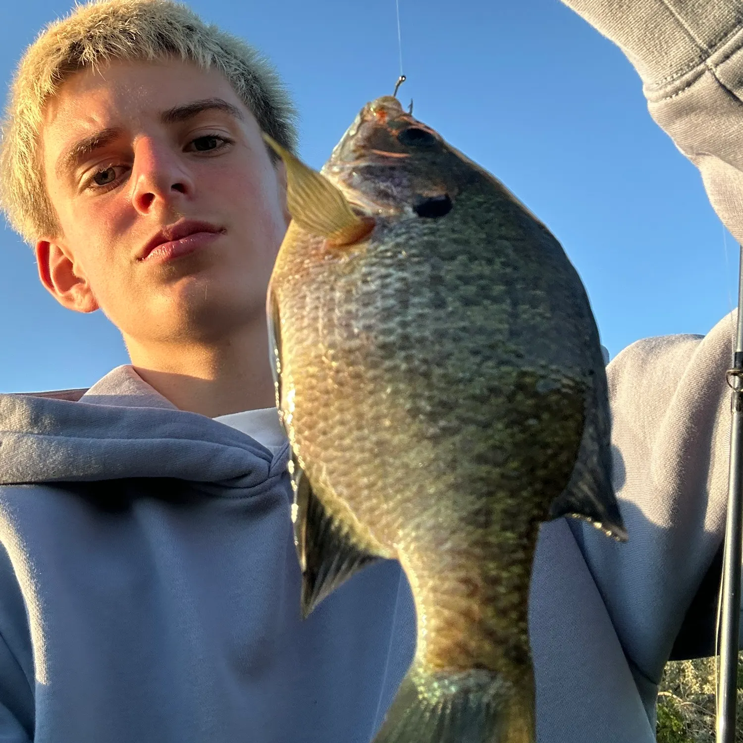 Bluegill caught on Fishbrain
