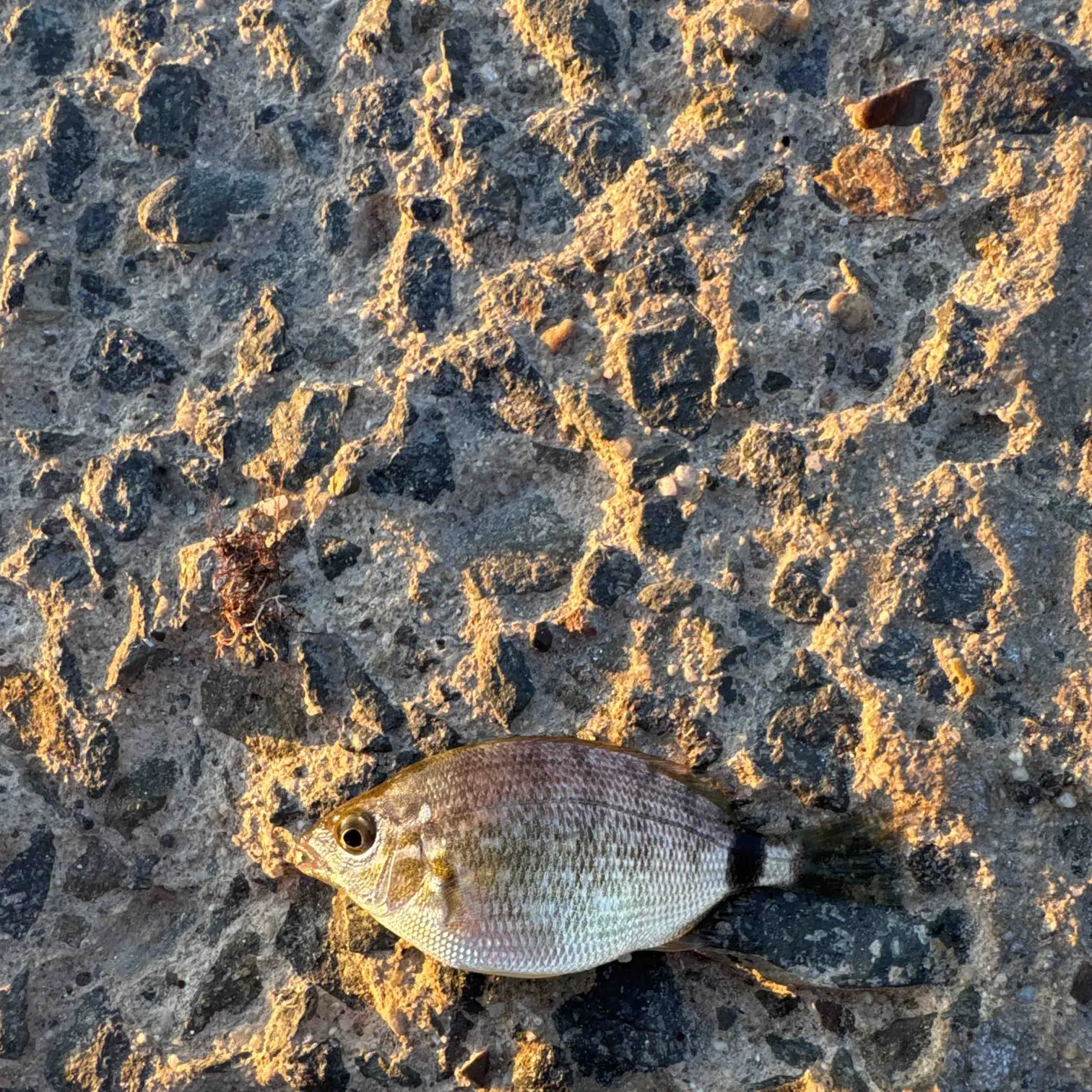 Fish caught on Fishbrain