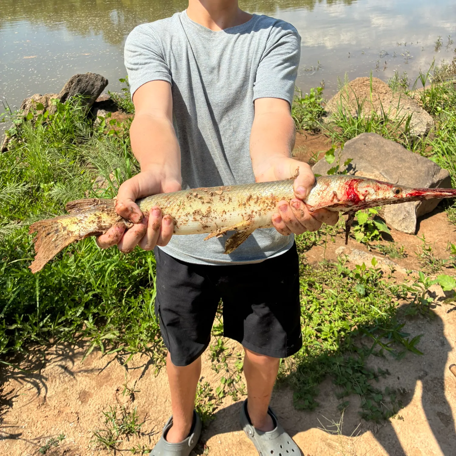 Alligator gar caught on Fishbrain