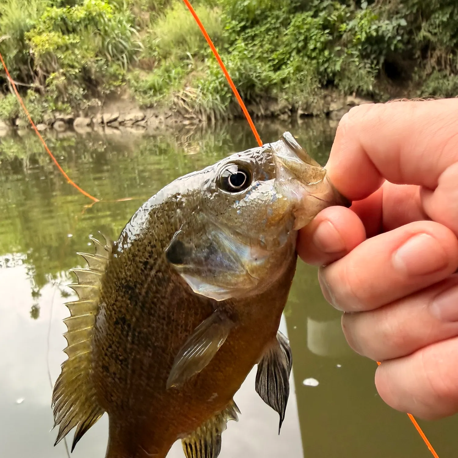 Smallmouth bass caught on Fishbrain