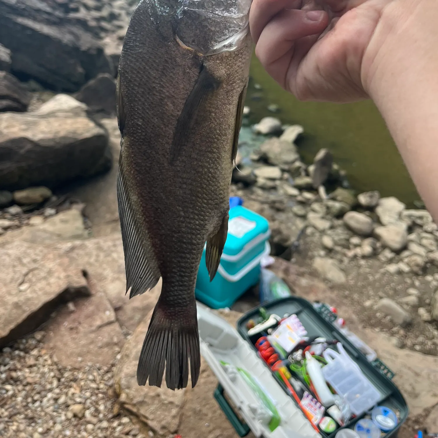 Freshwater drum caught on Fishbrain