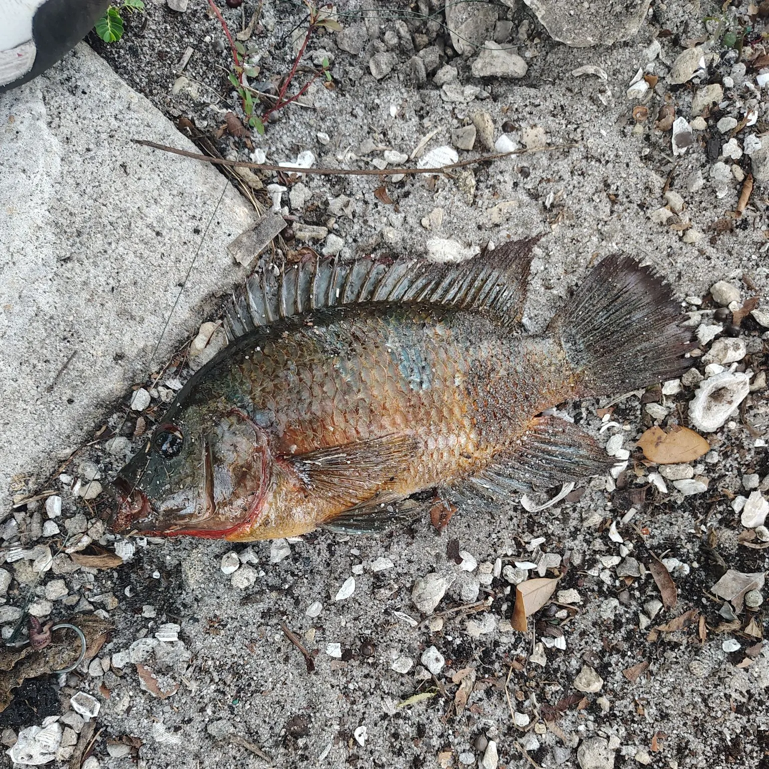 The most recent Mayan cichlid catches on Fishbrain