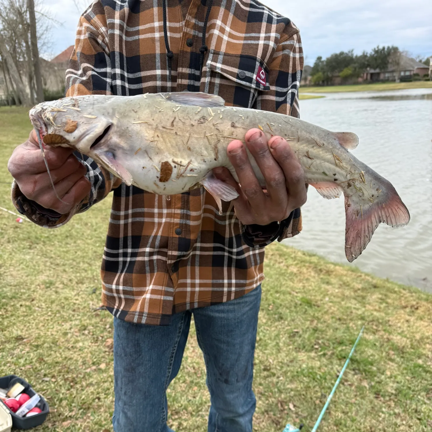 The most recent Blue catfish catches on Fishbrain