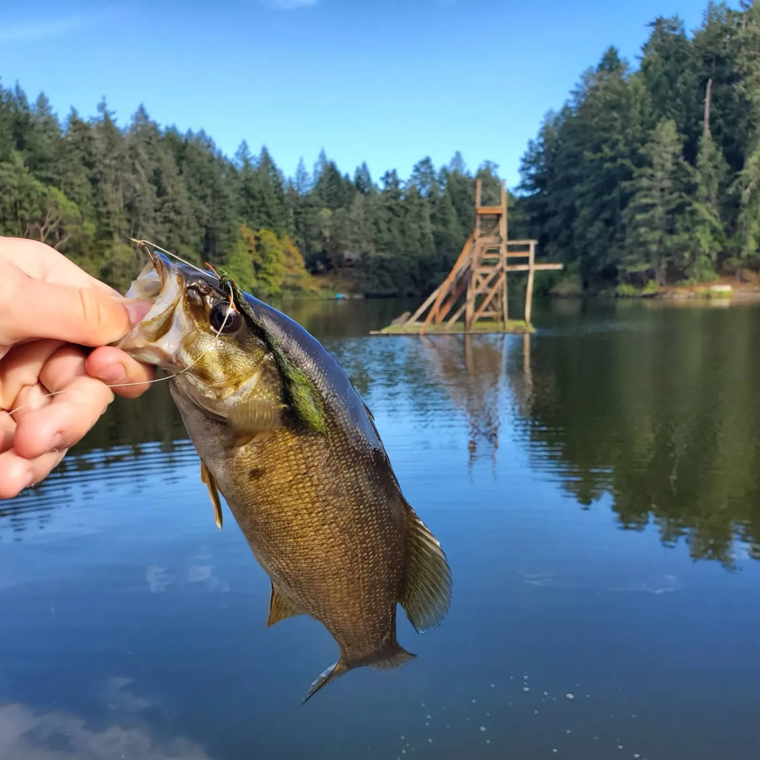 Smallmouth bass caught on Fishbrain
