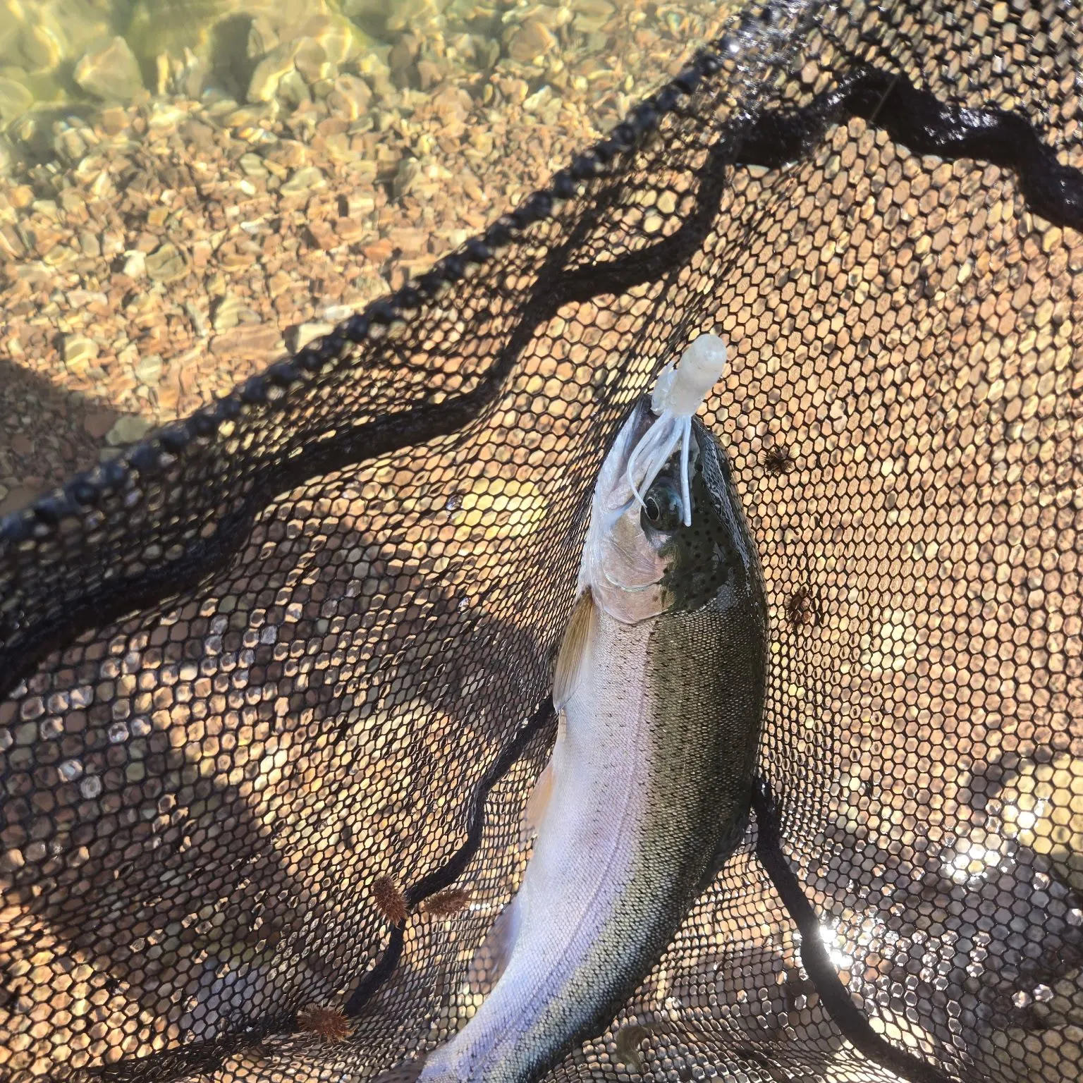 Cutthroat trout caught on Fishbrain