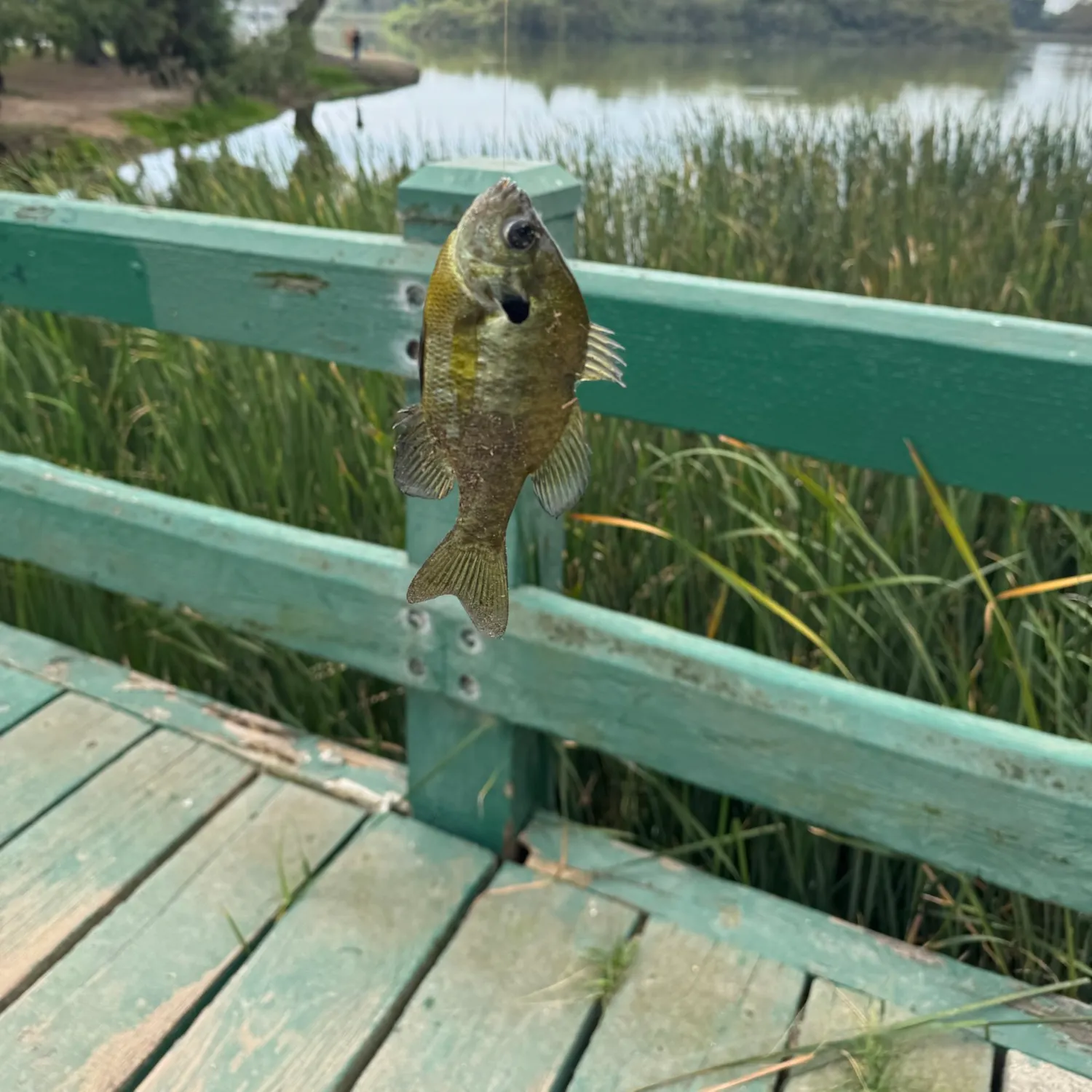 Bluegill caught on Fishbrain