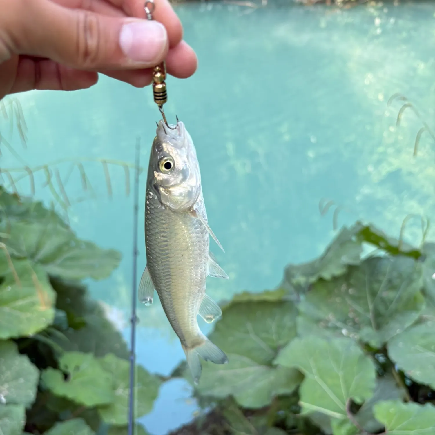 The most recent European chub catches on Fishbrain