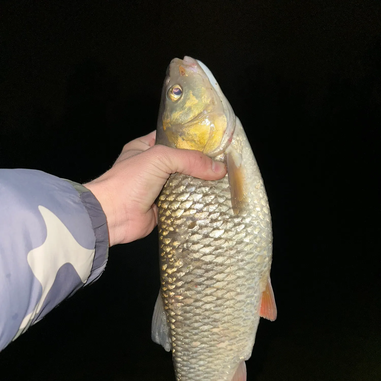 The most recent European chub catches on Fishbrain