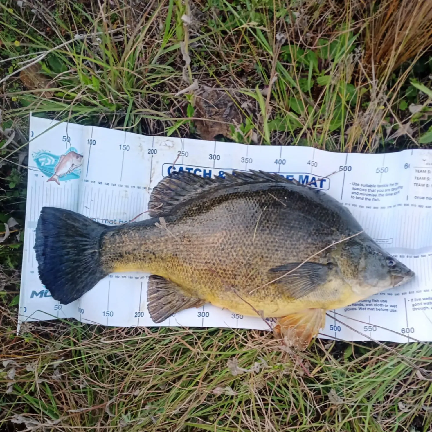 catch