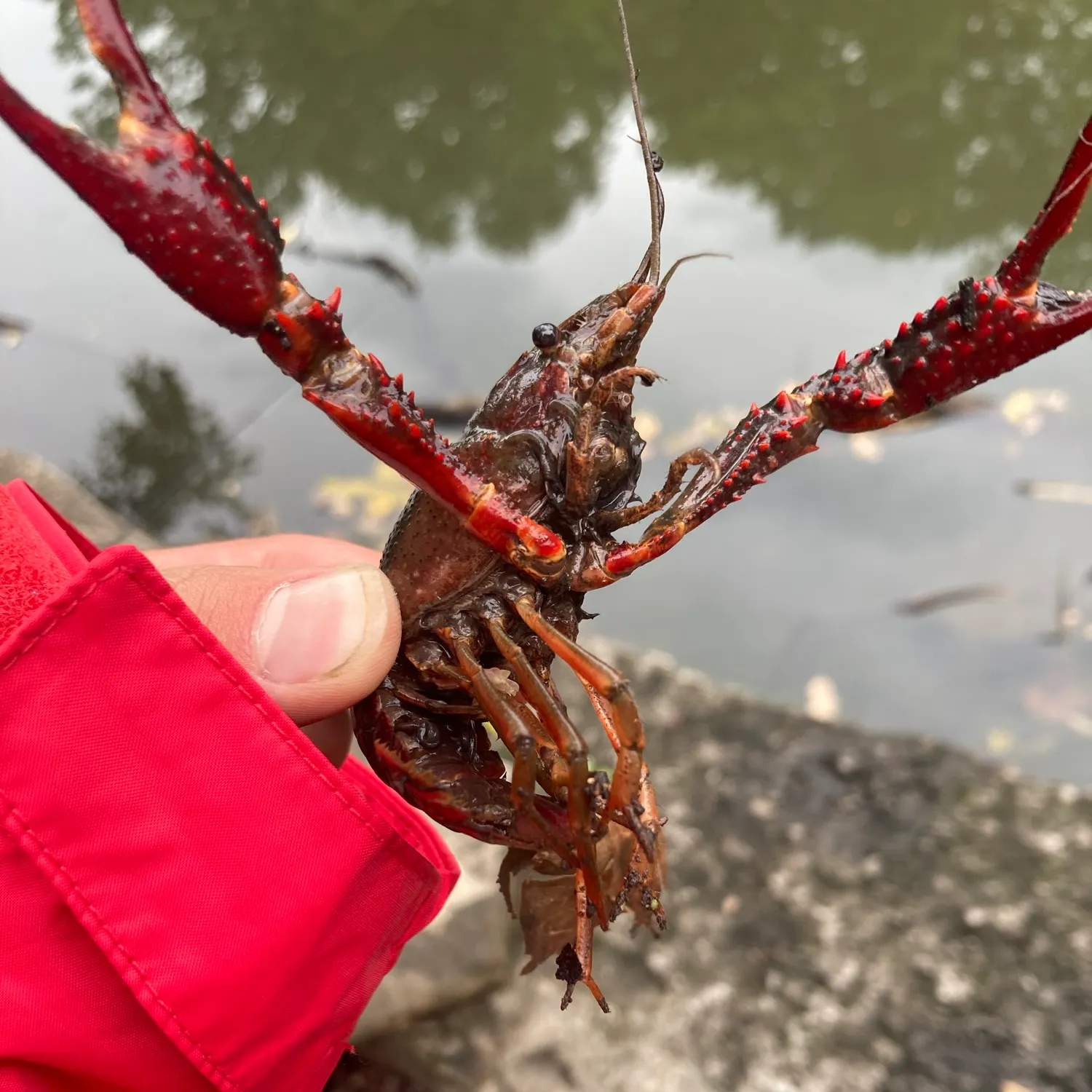 Red swamp crayfish caught on Fishbrain