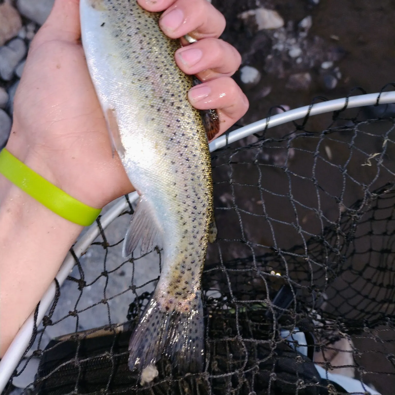 Rainbow trout caught on Fishbrain