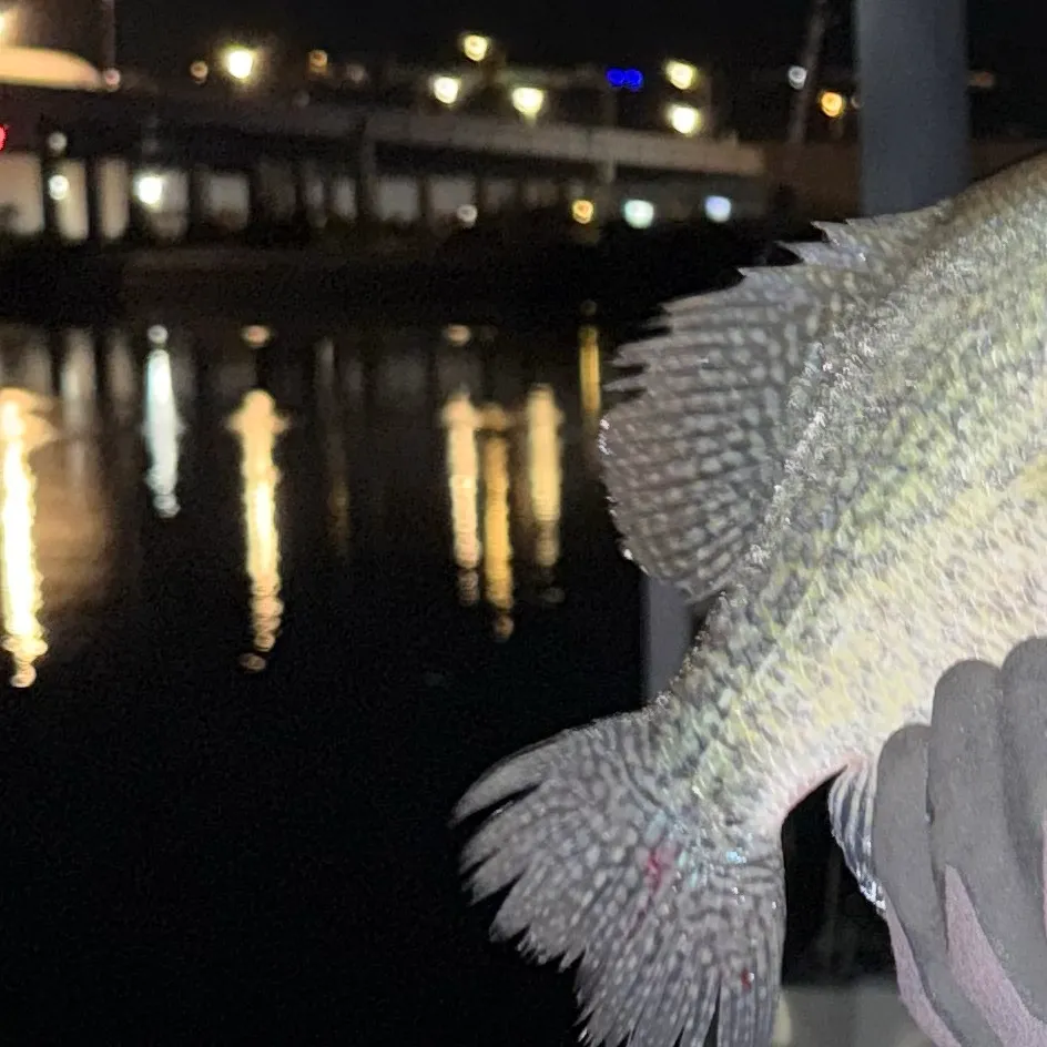 Black crappie caught on Fishbrain