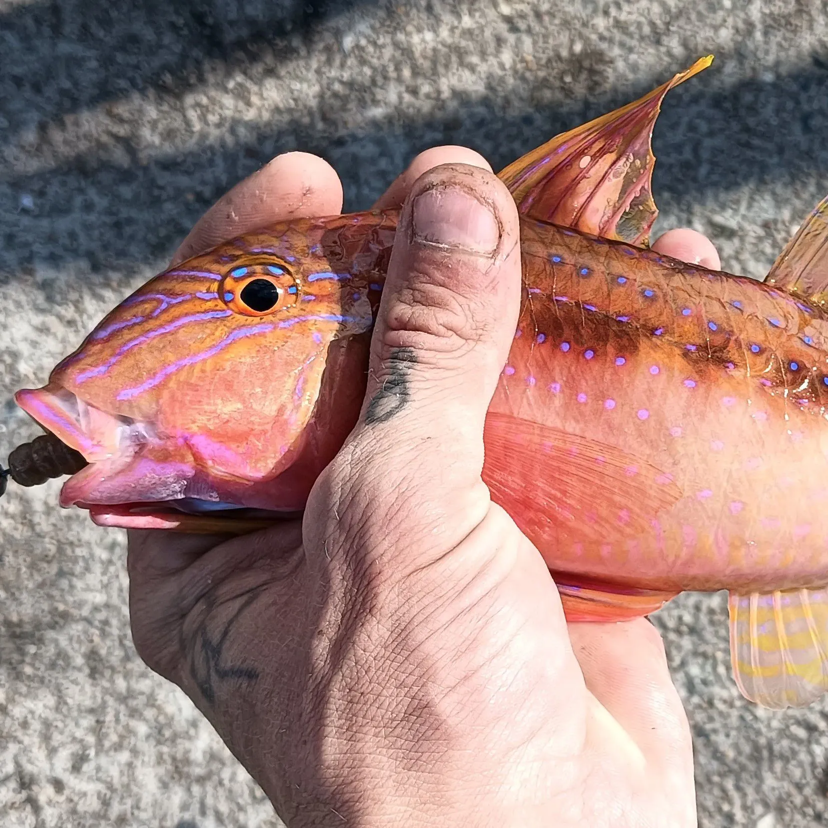 The most recent Red mullet catches on Fishbrain