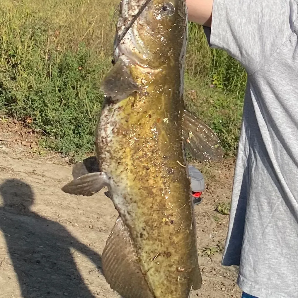 Channel catfish caught on Fishbrain