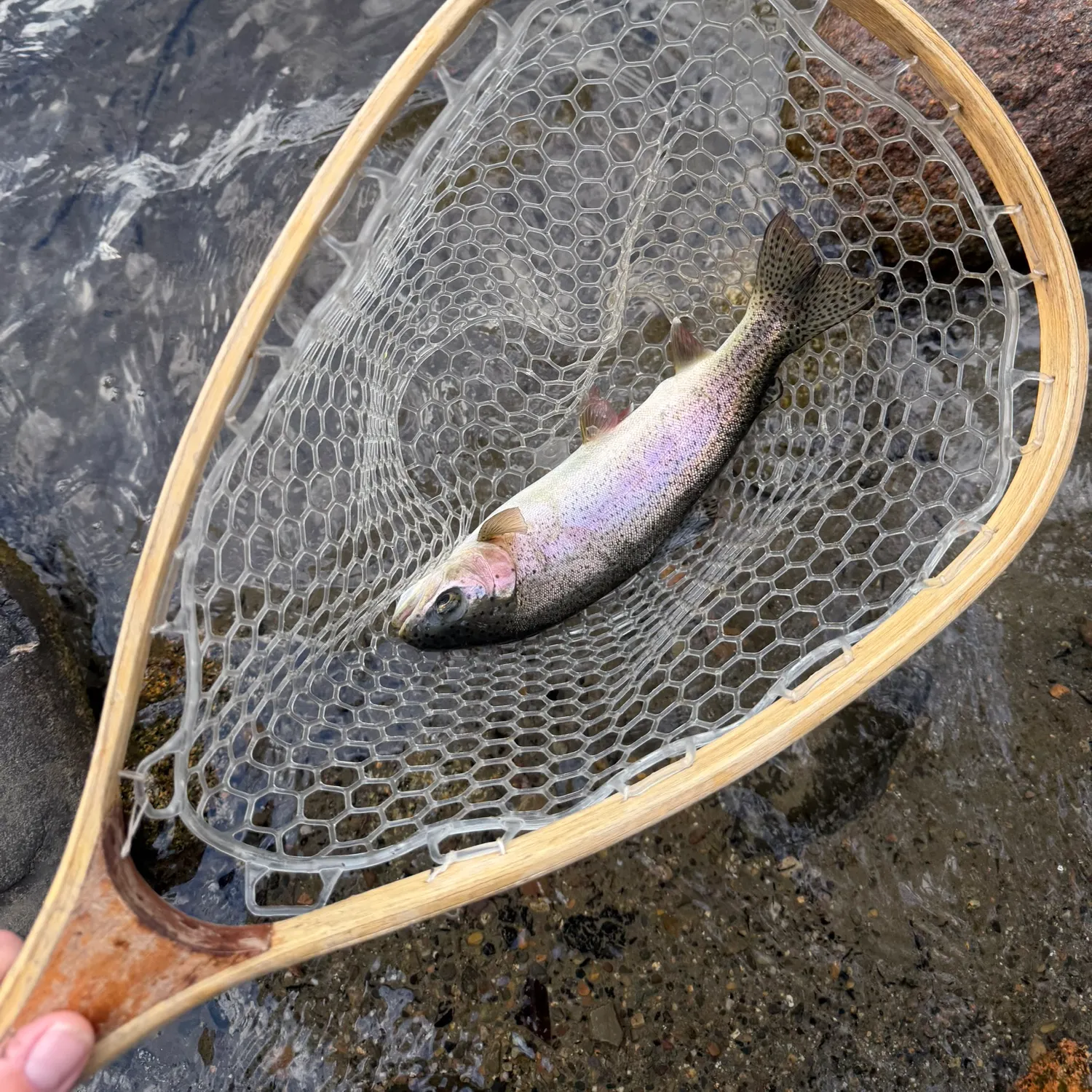 Rainbow trout caught on Fishbrain