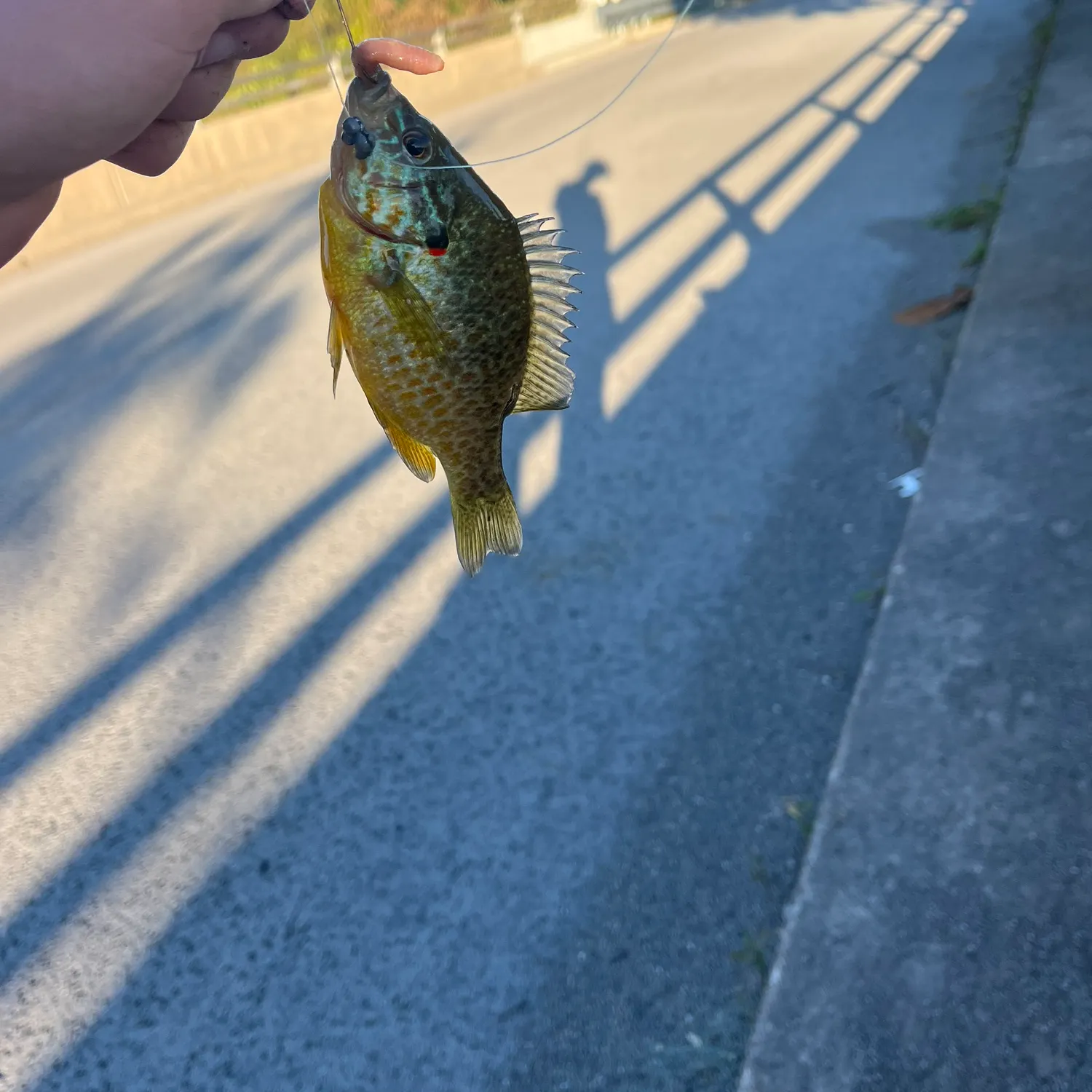 Pumpkinseed caught on Fishbrain