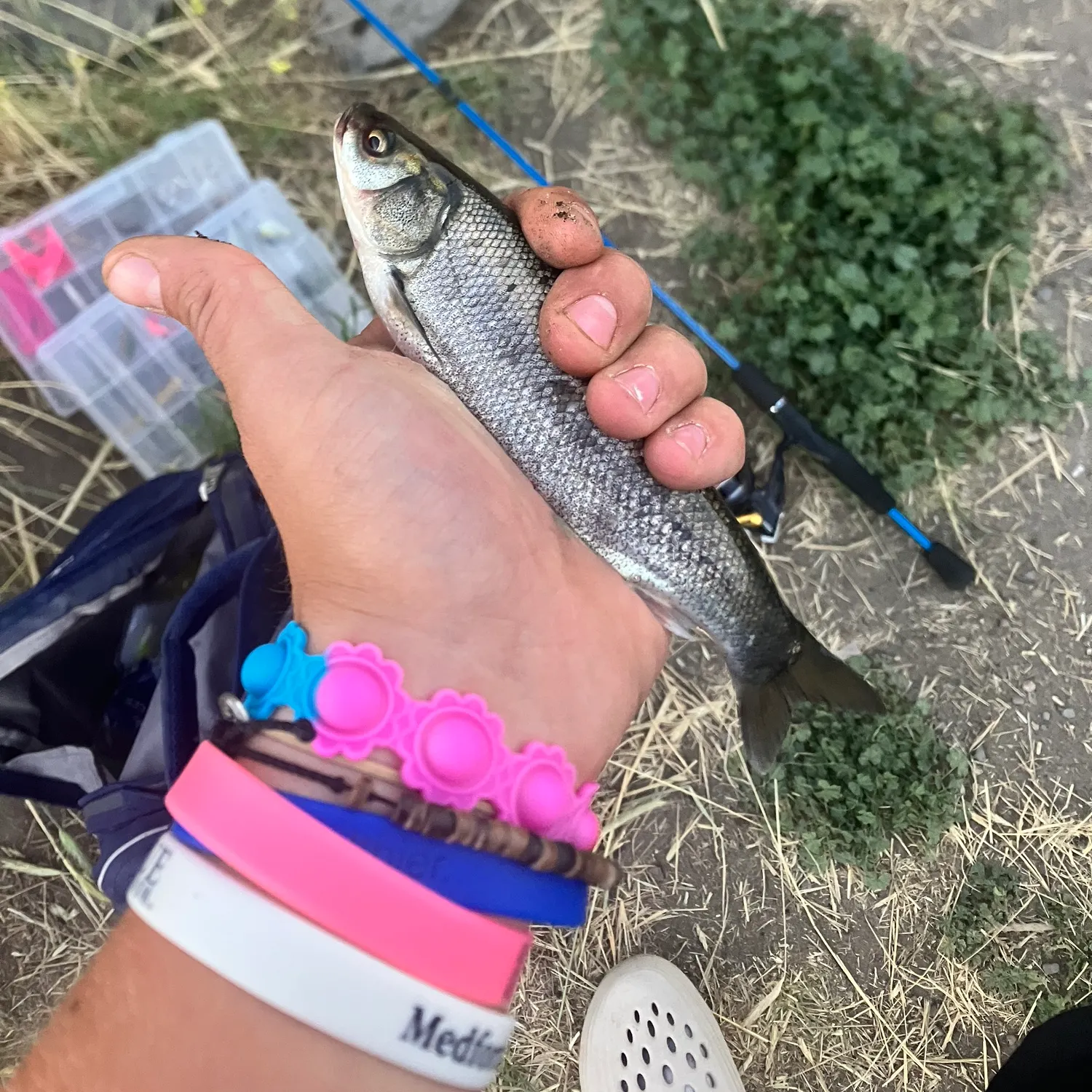 The most recent Tui chub catches on Fishbrain