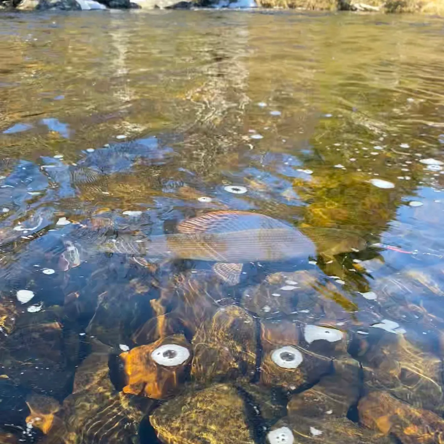 The most recent European grayling catches on Fishbrain
