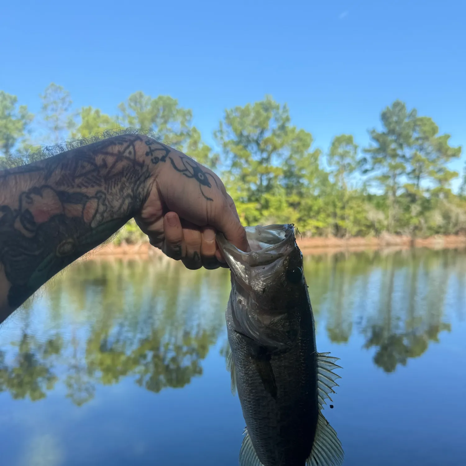 Largemouth bass caught on Fishbrain