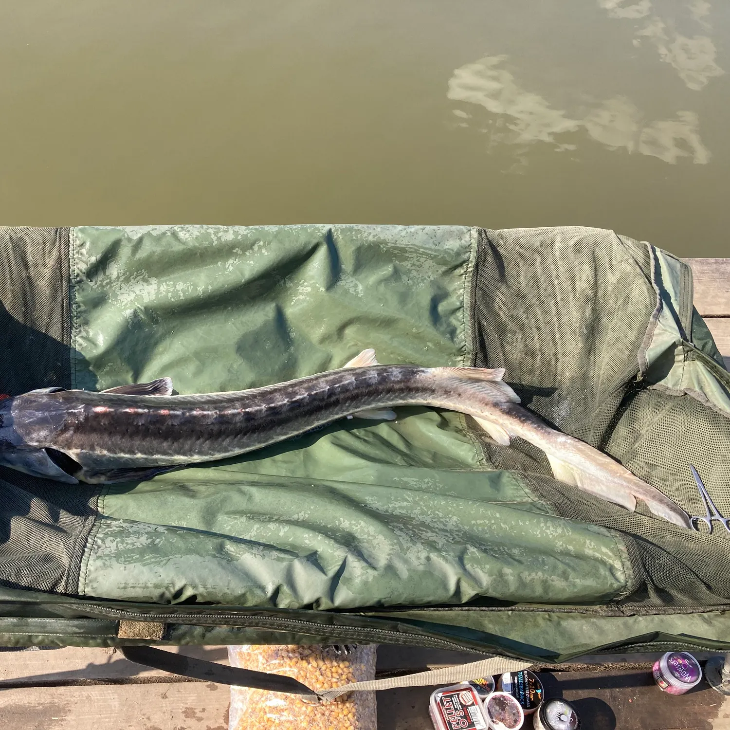 The most recent European sturgeon catches on Fishbrain
