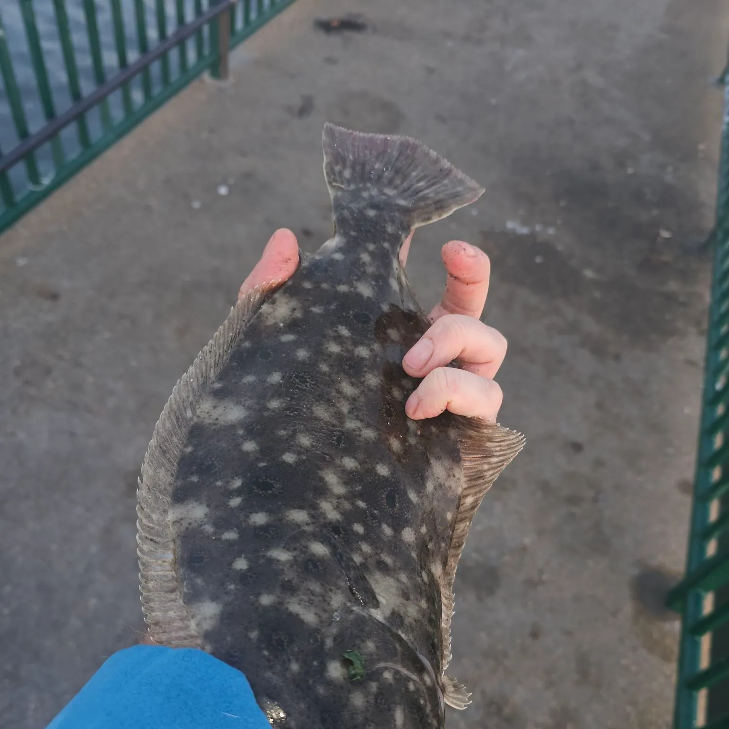 Summer flounder caught on Fishbrain