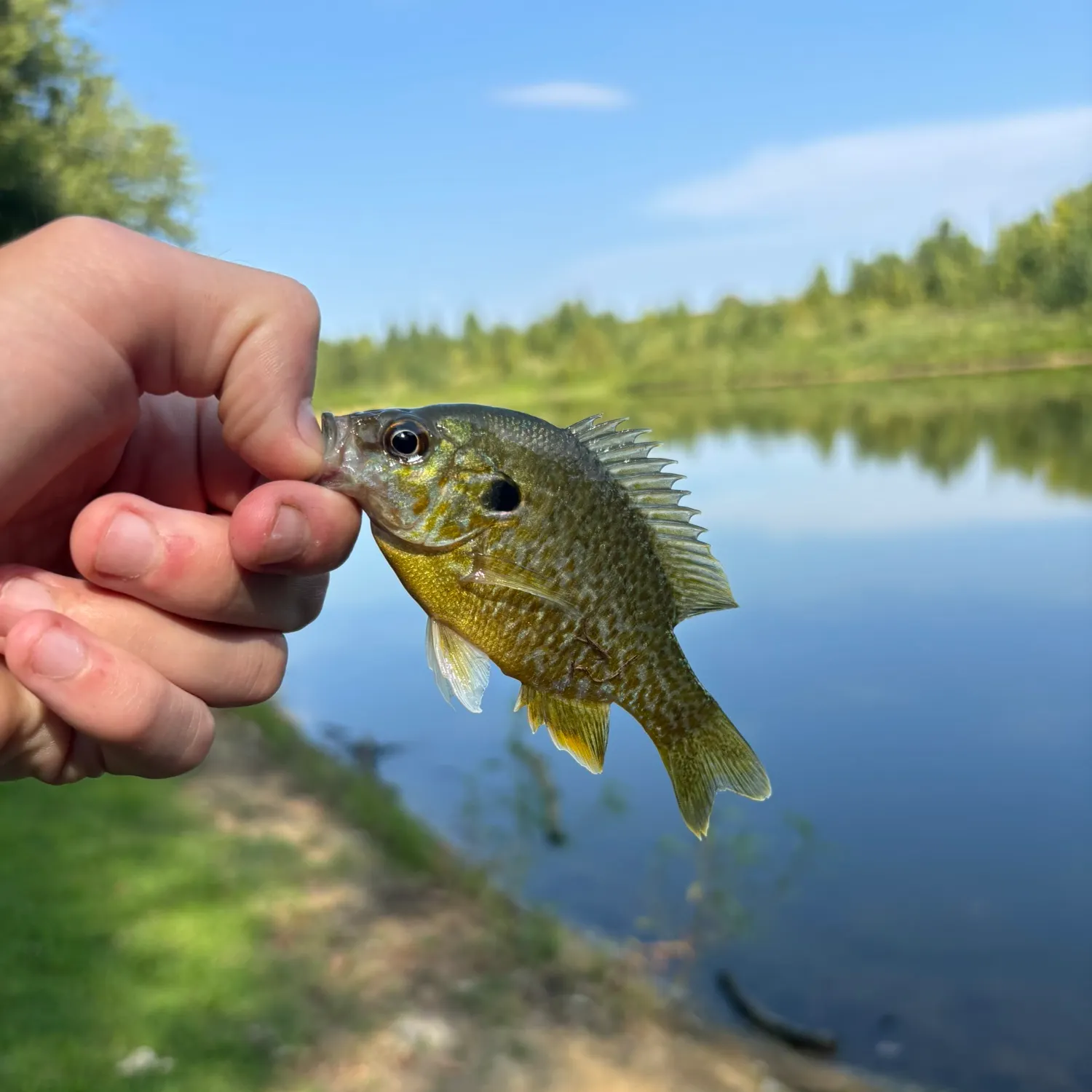 Greengill hybrid caught on Fishbrain