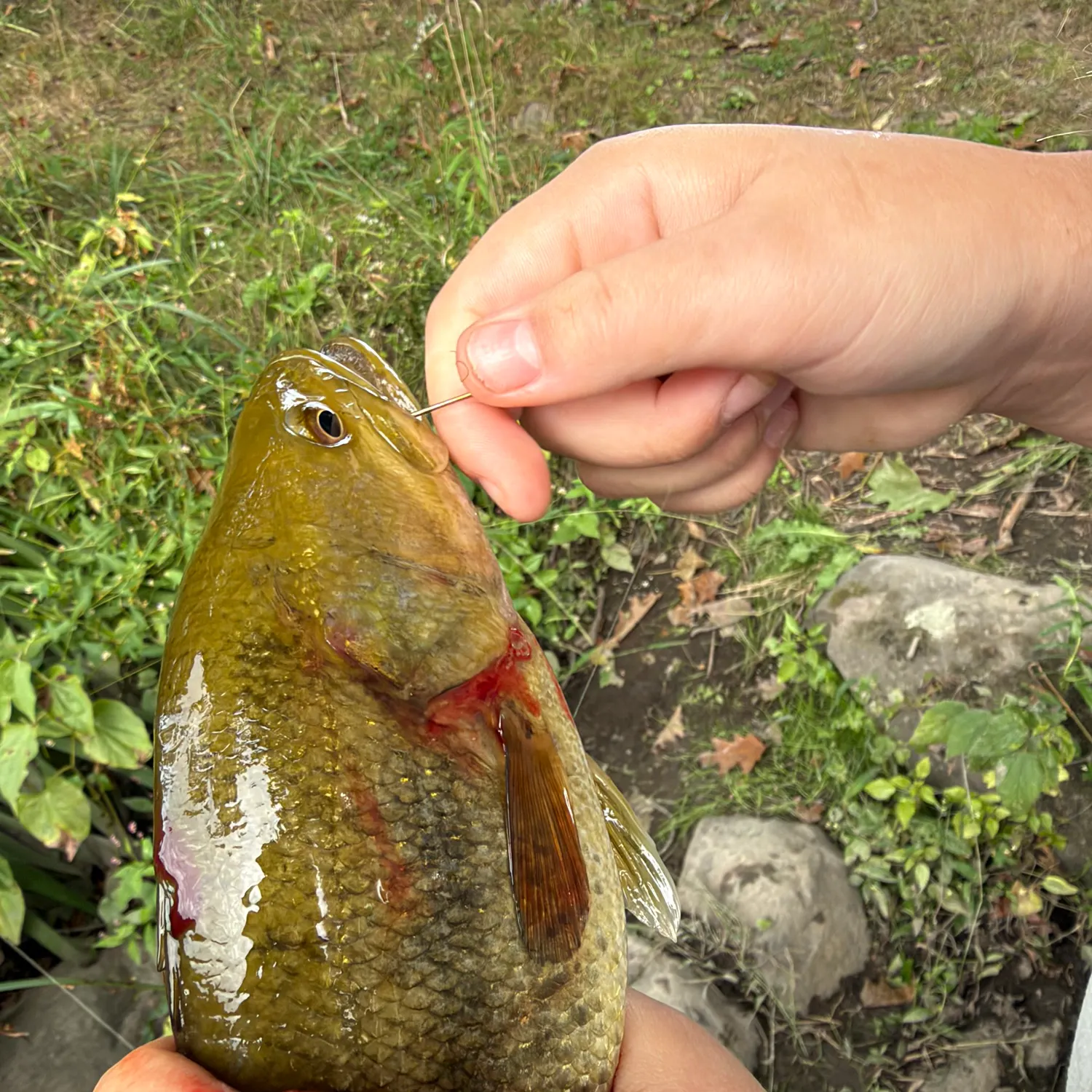 Smallmouth bass caught on Fishbrain