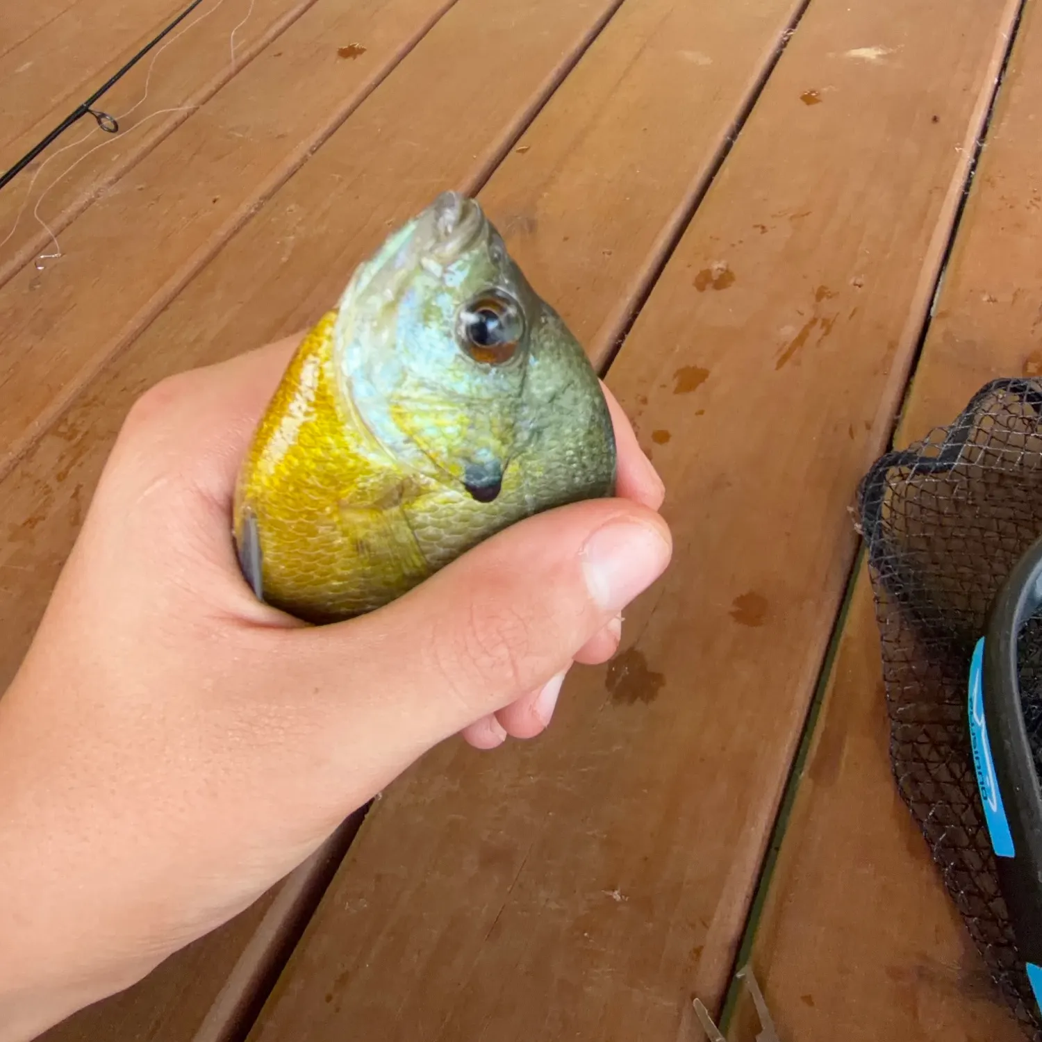 Bluegill caught on Fishbrain