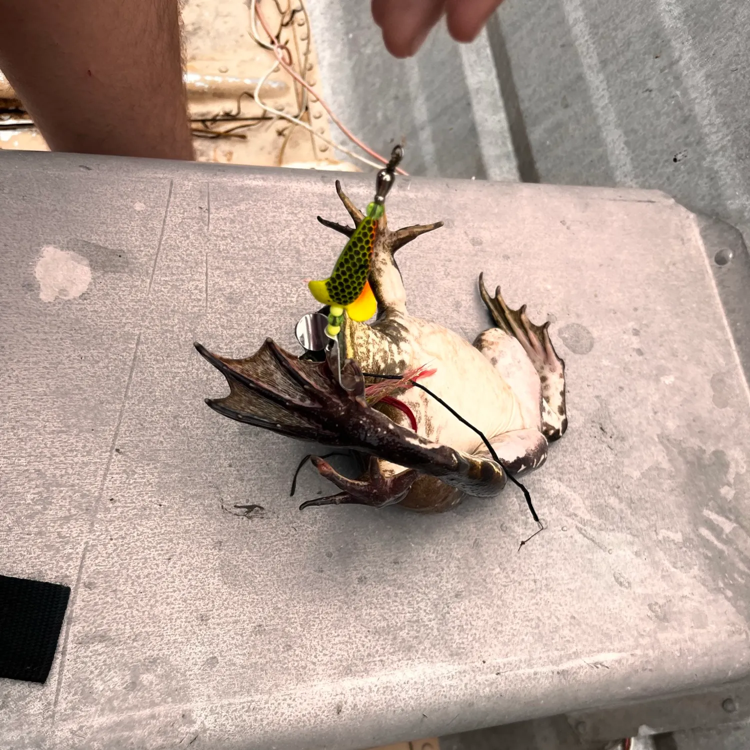catch