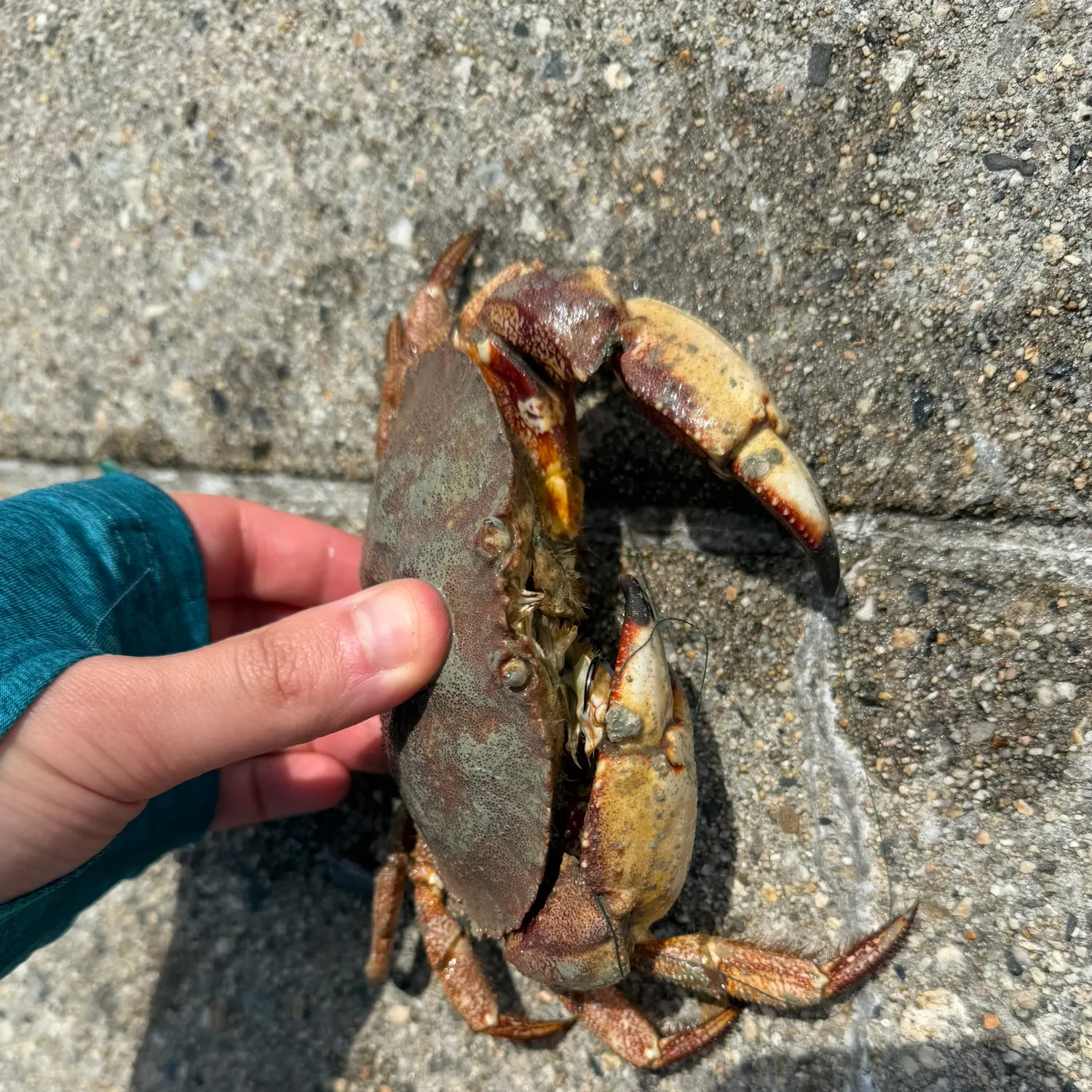 The most recent Red rock crab catches on Fishbrain