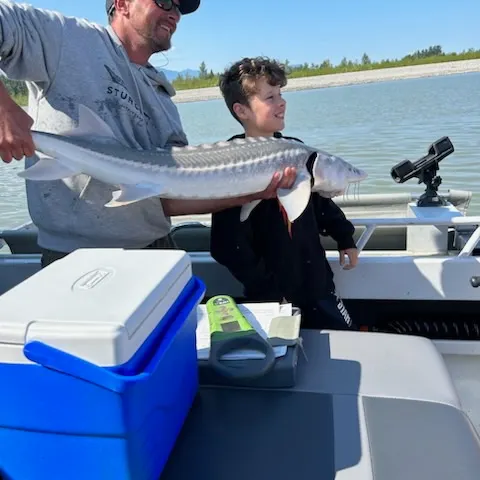 The most recent White sturgeon catches on Fishbrain
