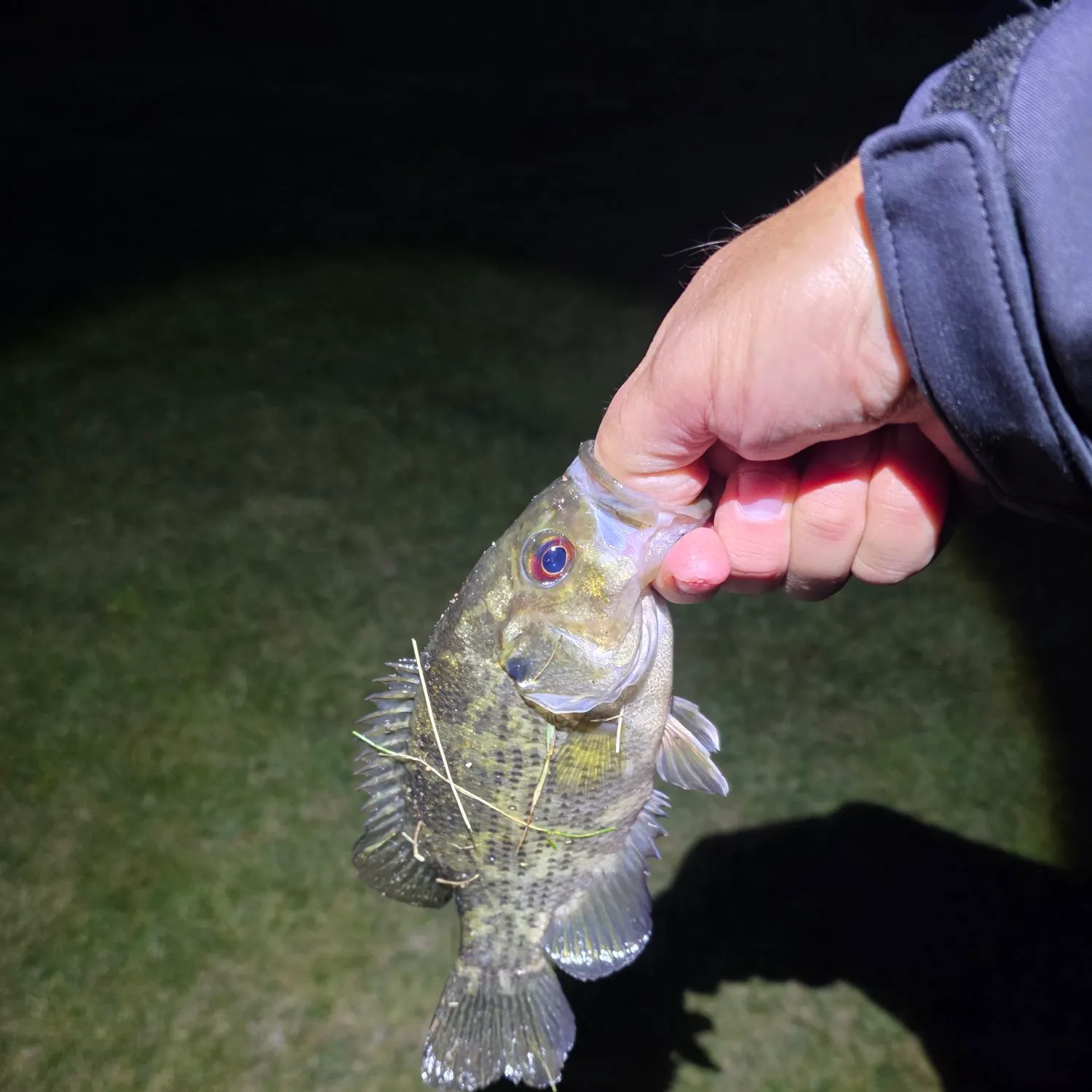 Rock bass caught on Fishbrain