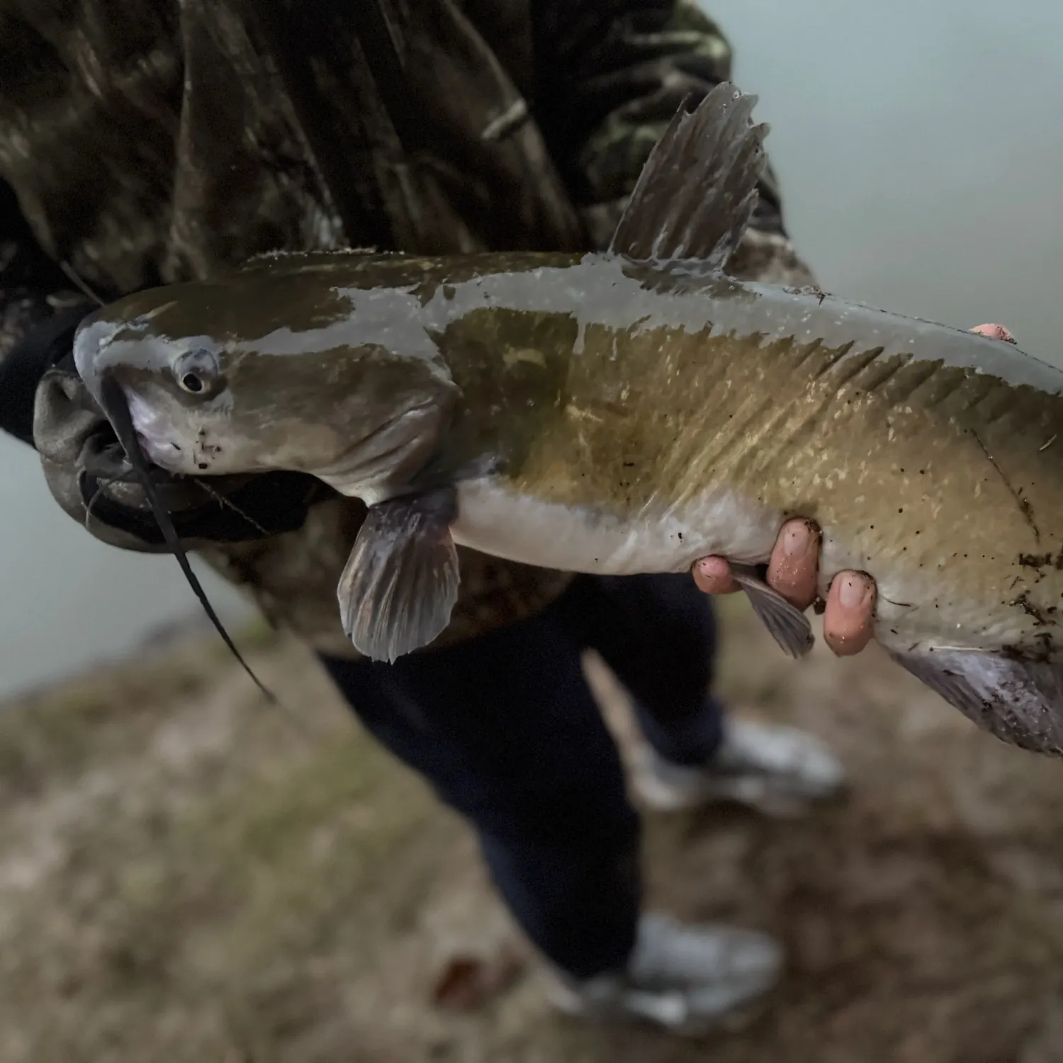 Channel catfish caught on Fishbrain