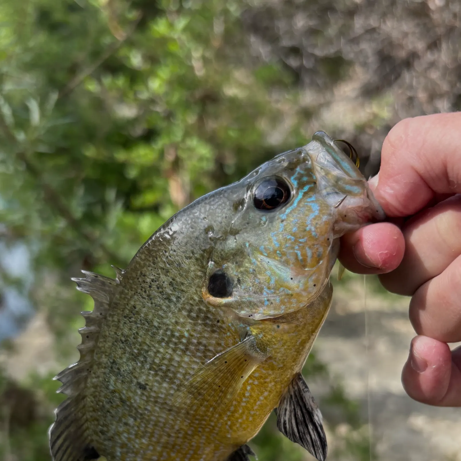 Green sunfish caught on Fishbrain