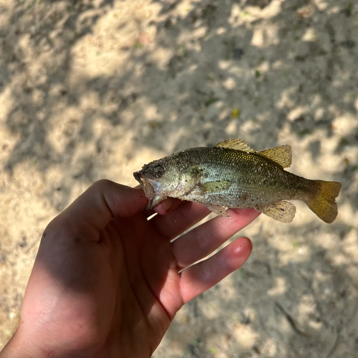 Spotted bass caught on Fishbrain