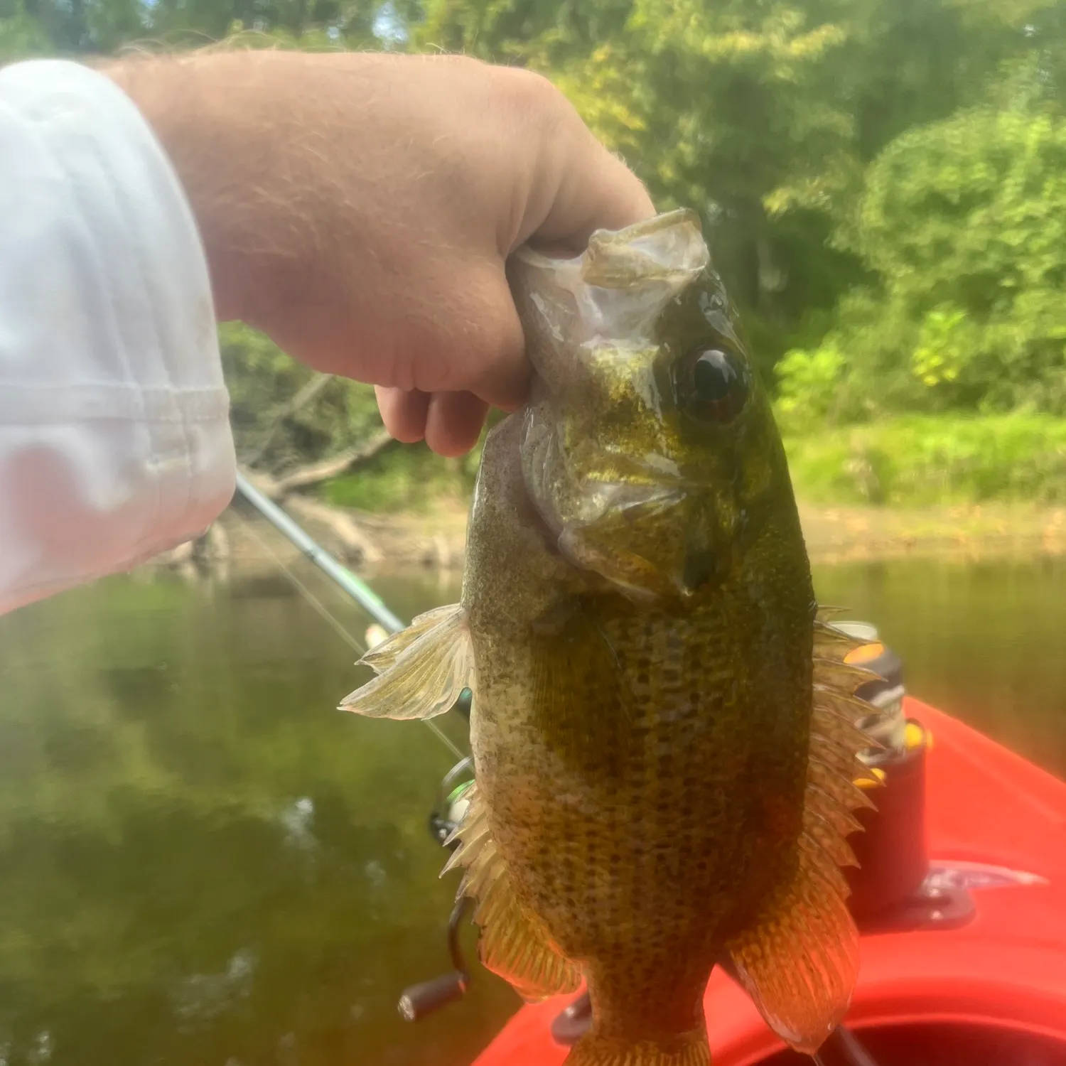Rock bass caught on Fishbrain