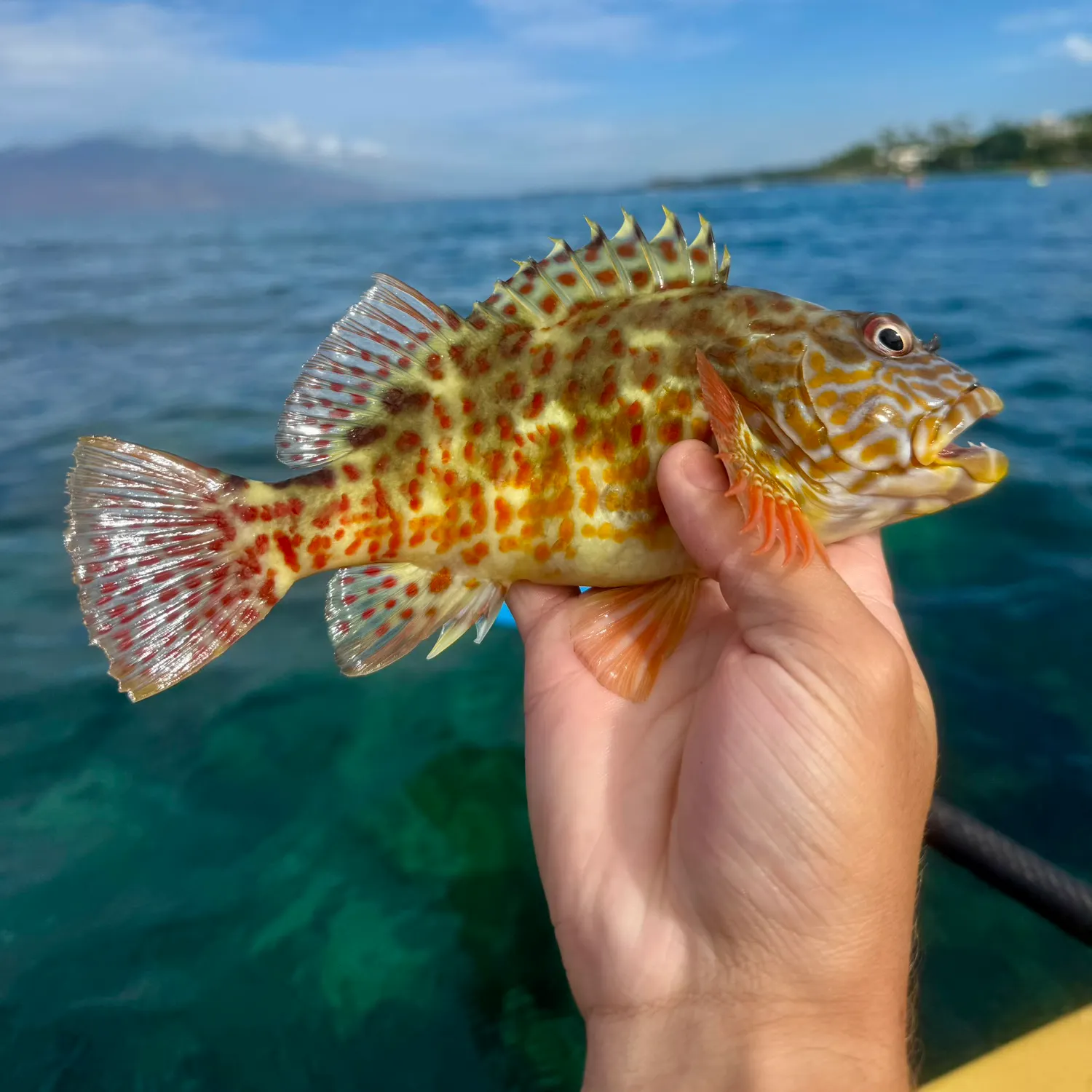 The most recent Stocky hawkfish catches on Fishbrain
