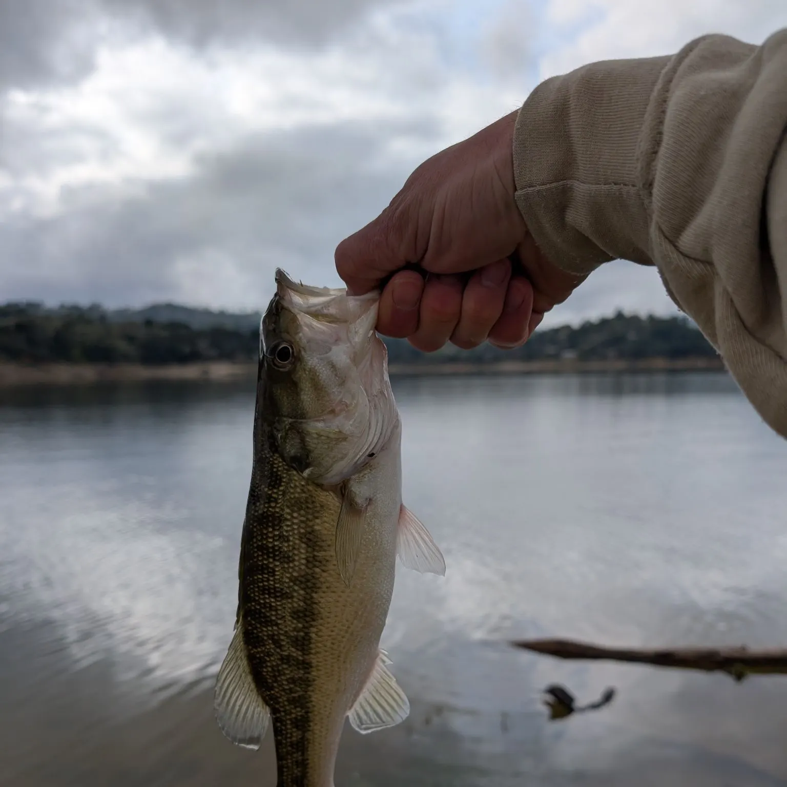 The most recent Spotted bass catches on Fishbrain