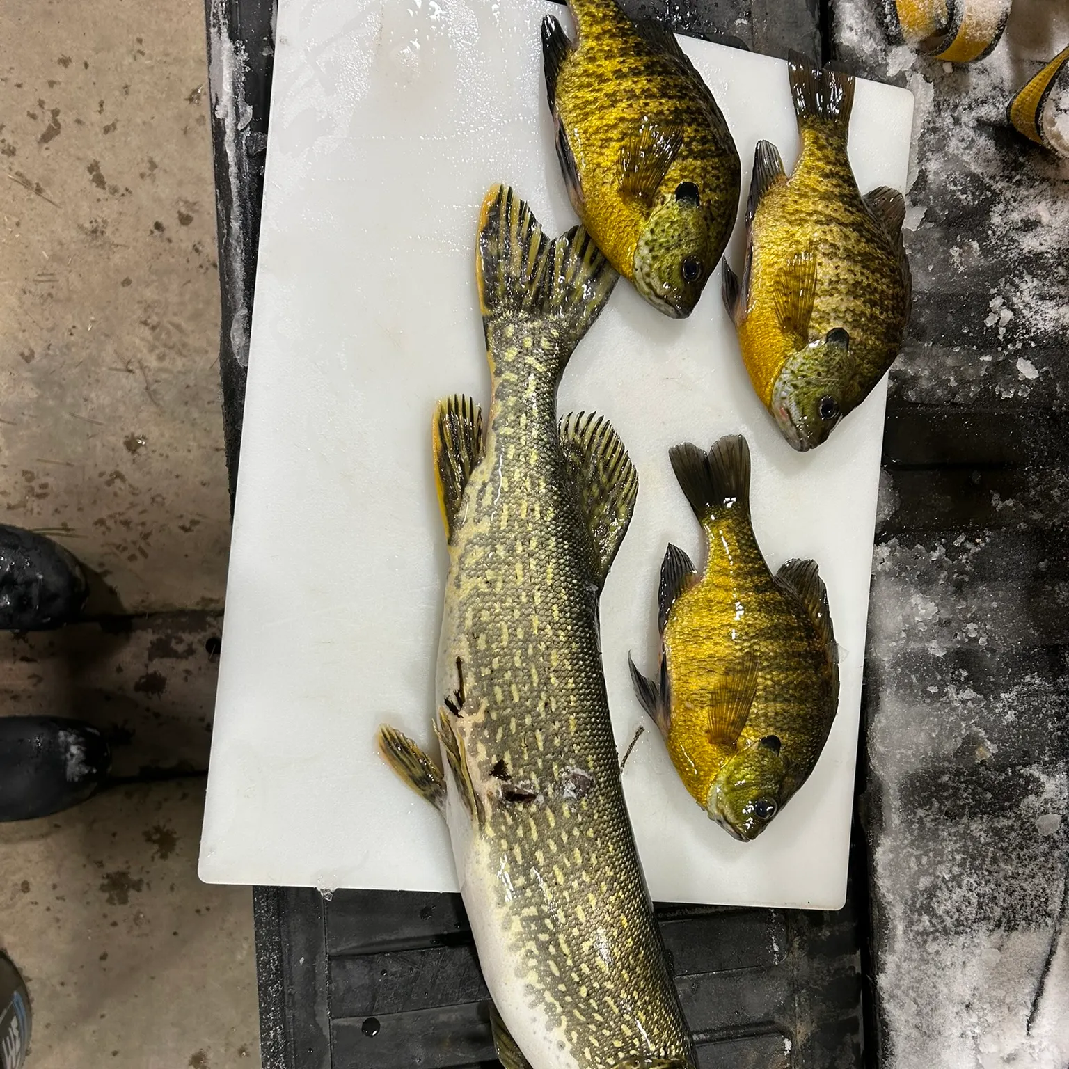 recently logged catches