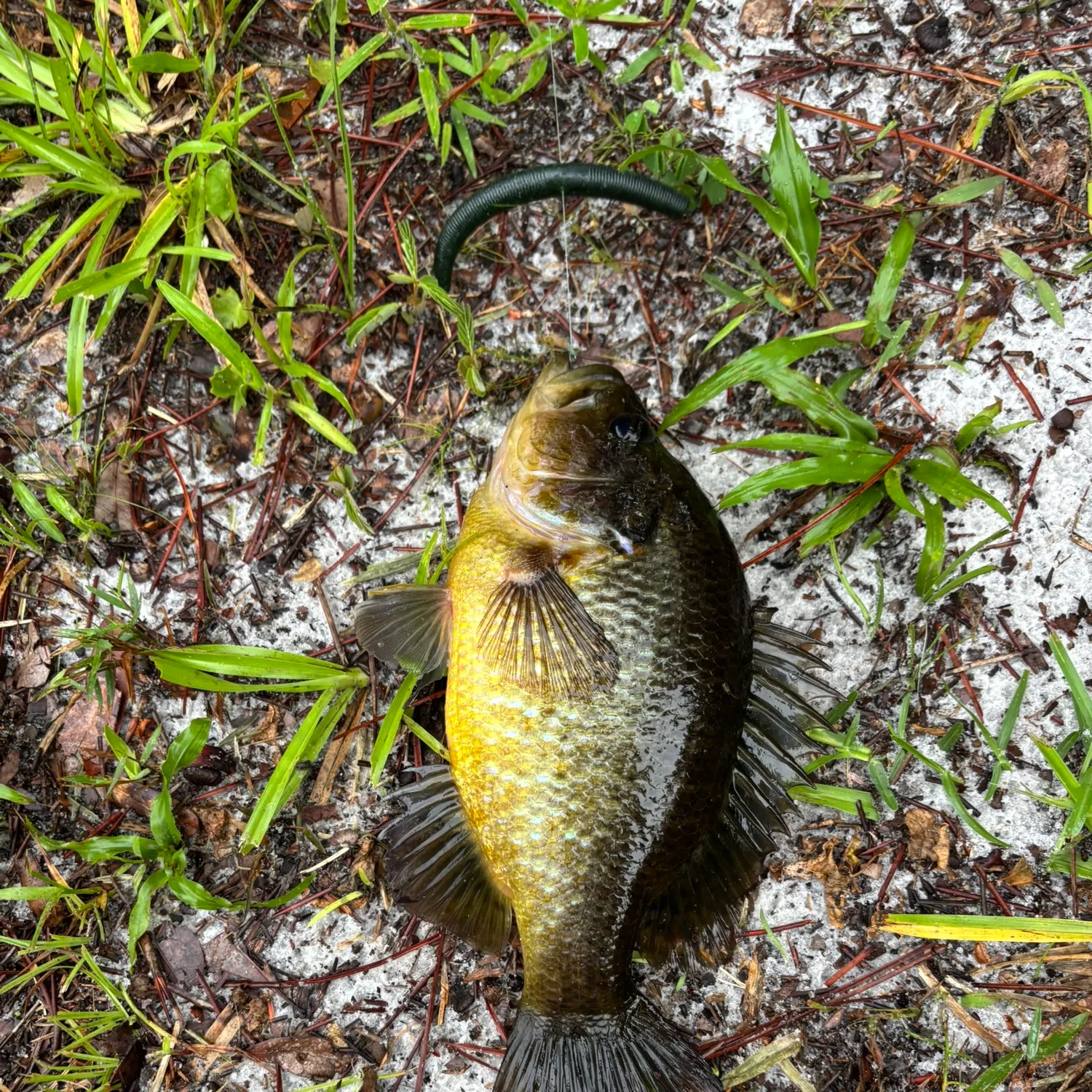 The most recent Warmouth x redear sunfish catches on Fishbrain