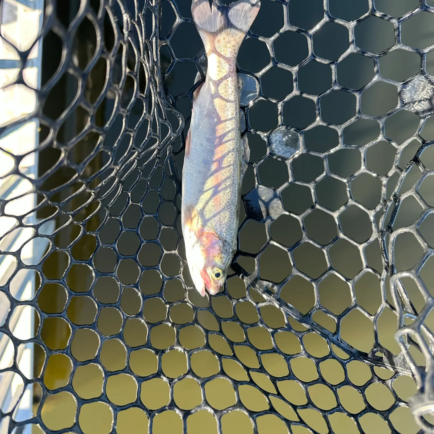 Rainbow trout caught on Fishbrain