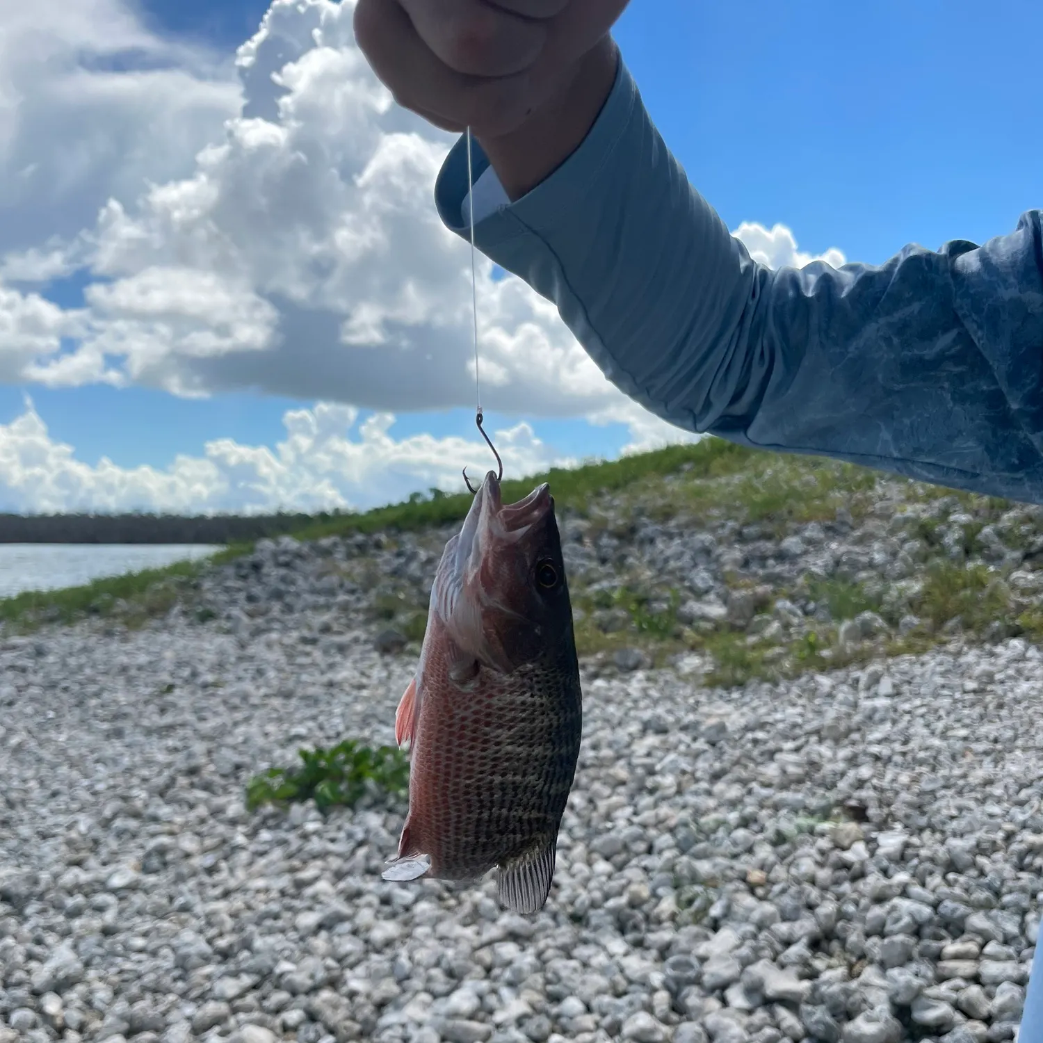 Mangrove snapper caught on Fishbrain