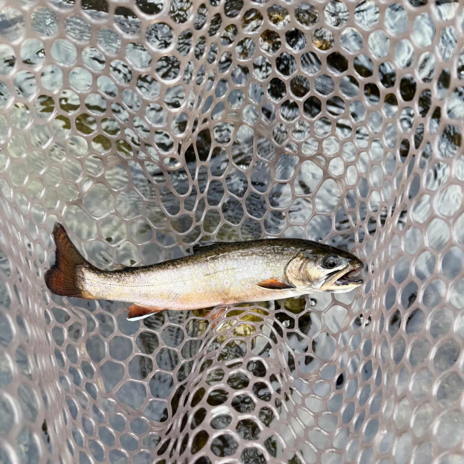 The most recent Brook trout catches on Fishbrain