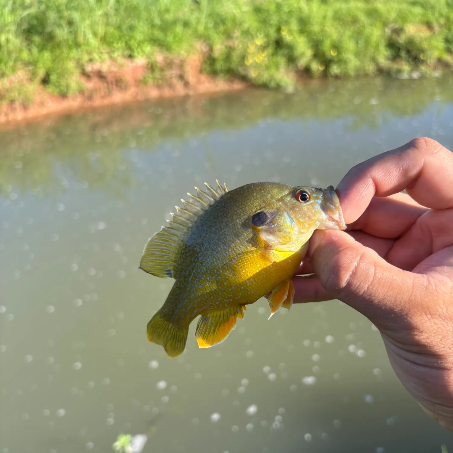 Green sunfish caught on Fishbrain