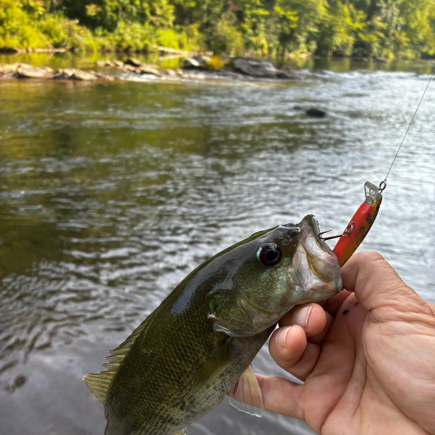 Bartram's bass caught on Fishbrain
